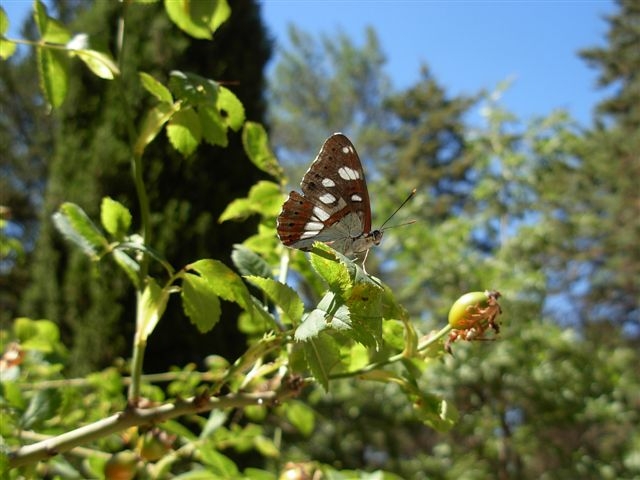 Limenitis reducta